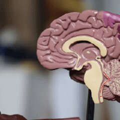 Brain support